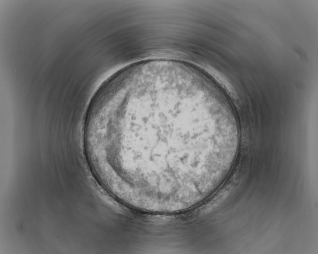 X0000111600854200908131401