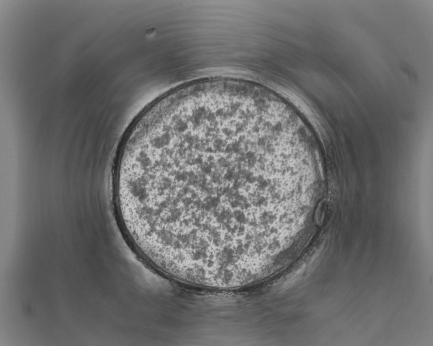 X0000111600999200908131359