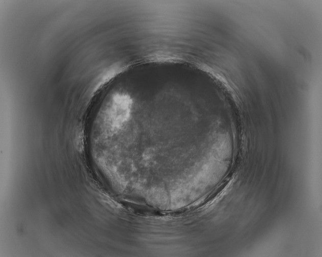 X0000111601306200908131354