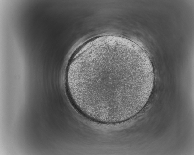 X0000111600007200908271018