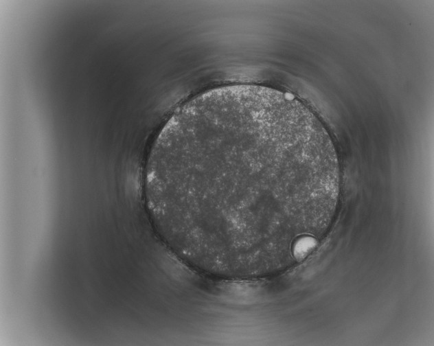 X0000111600305200908271014