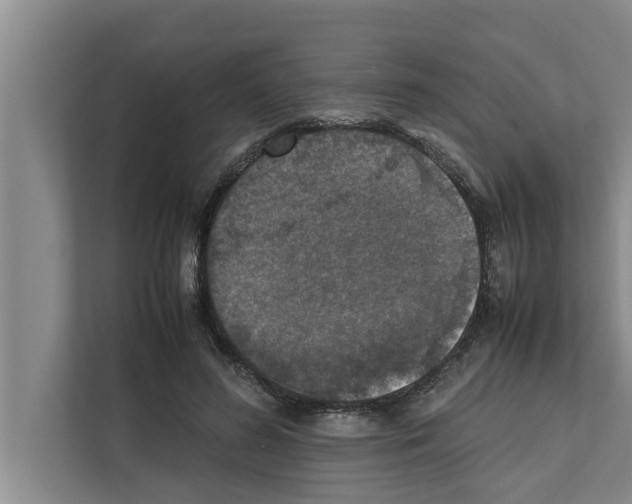 X0000111600596200908271010