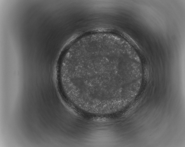 X0000111600730200908271008