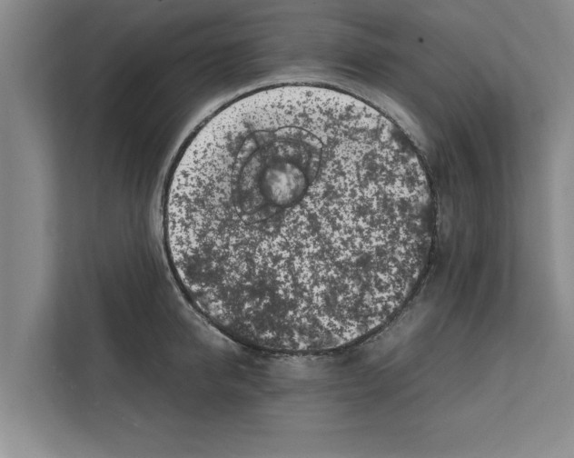 X0000111600950200908271006