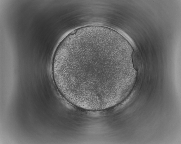 X0000111600956200908271006
