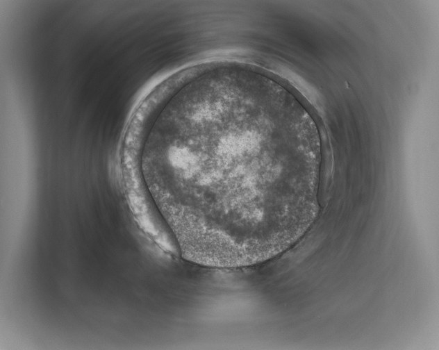 X0000111600960200908271006