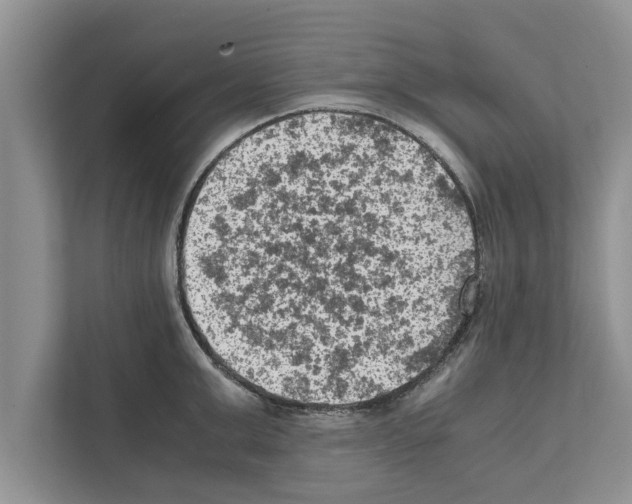 X0000111600999200908271005