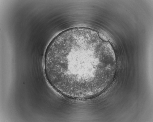 X0000111601084200908271004