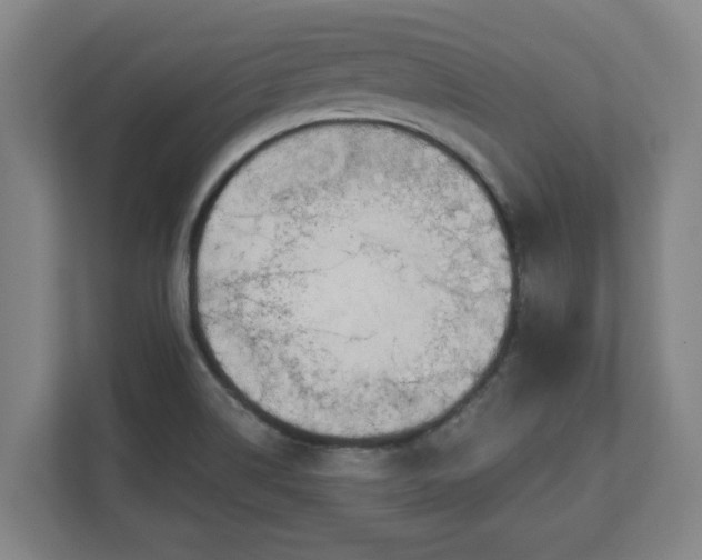 X0000111611514200907240959