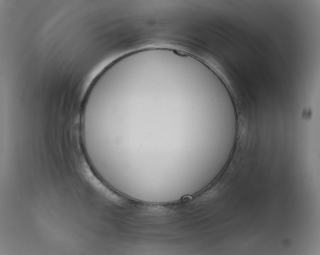 X0000111611100200907311133