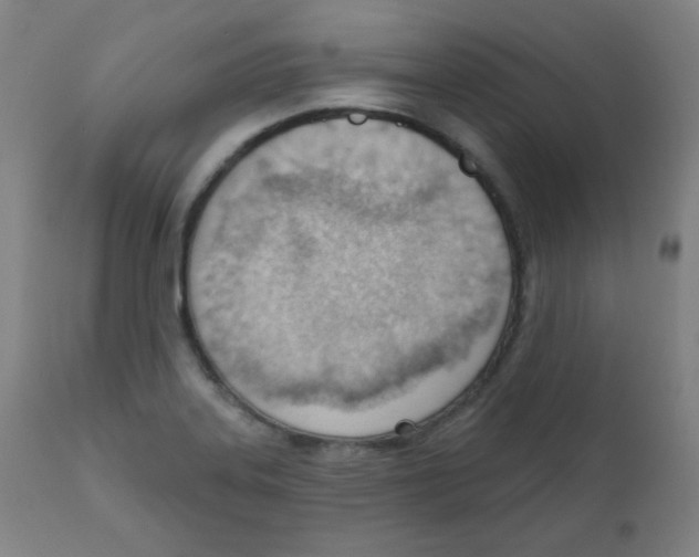 X0000111611323200908141244