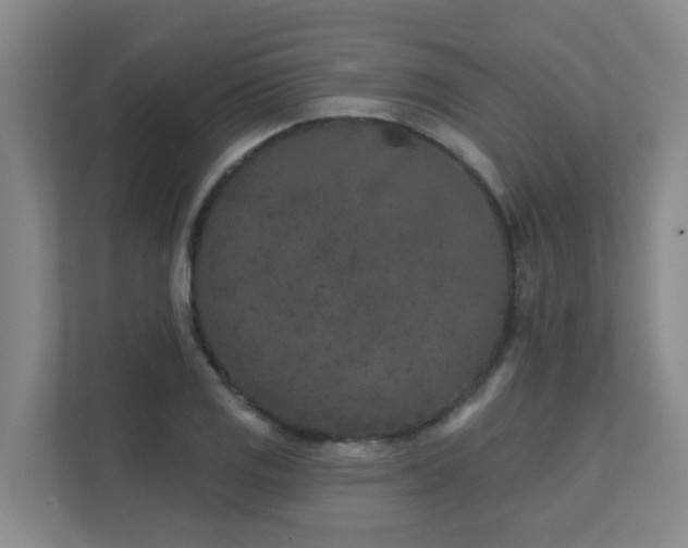 X0000111621125200907171239