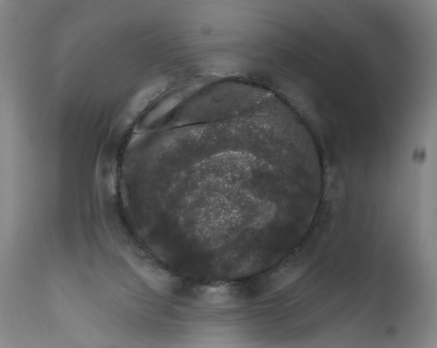 X0000111620068200907311213