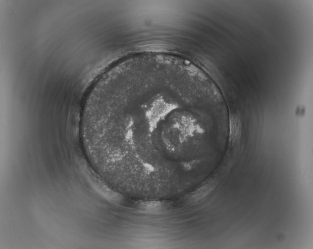 X0000111620301200907311209