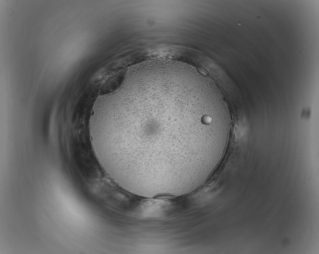 X0000111620429200907311207