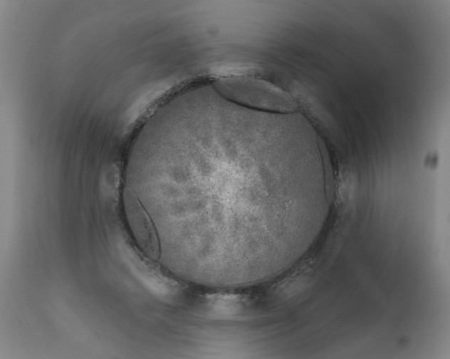 X0000111620448200907311207