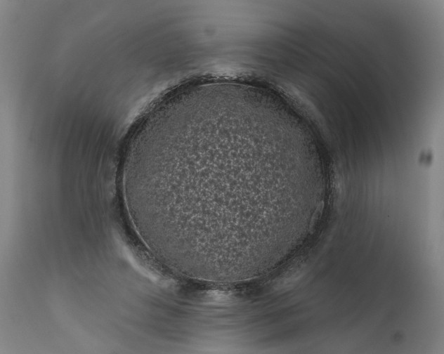 X0000111620496200907311206