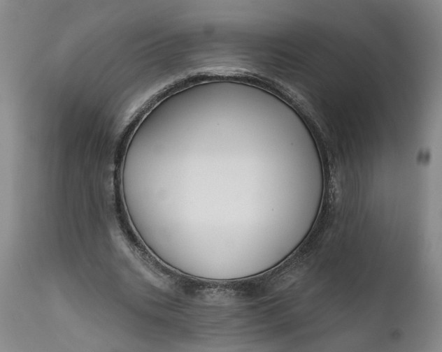 X0000111620535200907311205