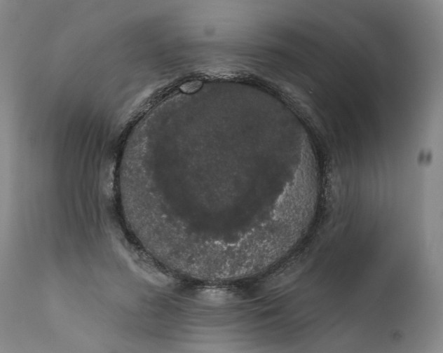 X0000111620596200907311205