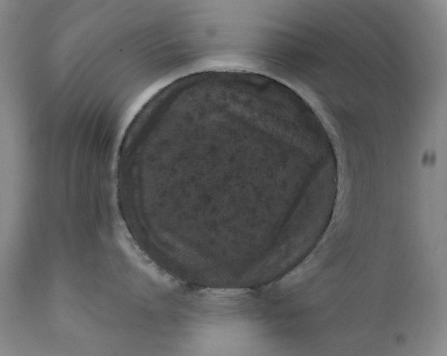 X0000111620864200907311201