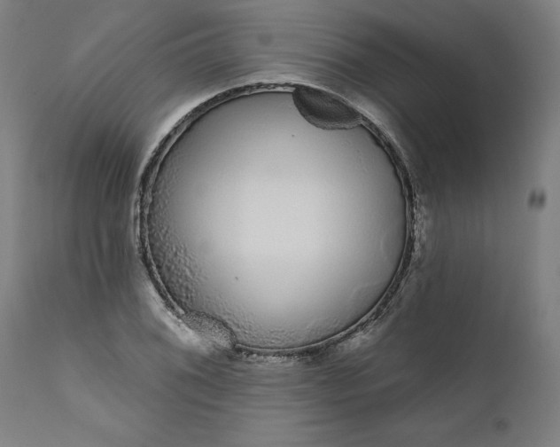 X0000111621076200907311157