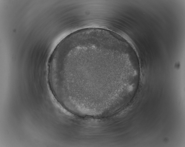 X0000111621096200907311157