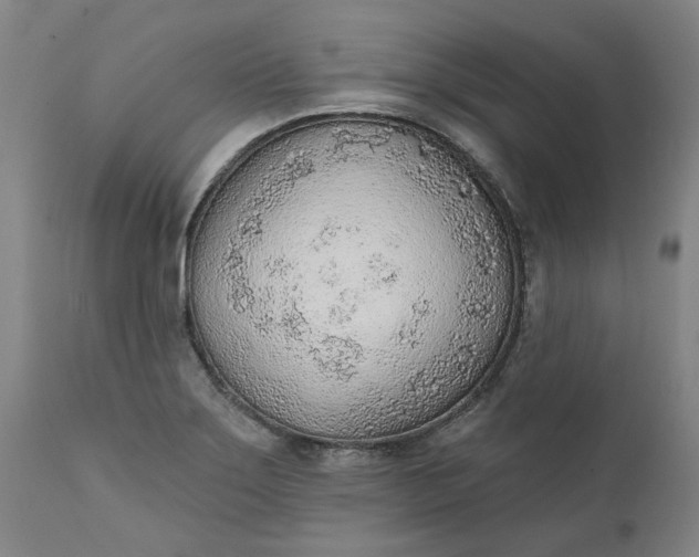 X0000111621275200907311154