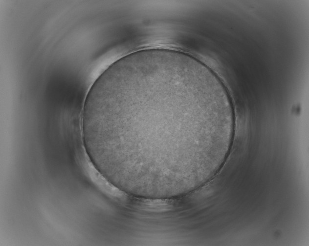 X0000111621338200907311154