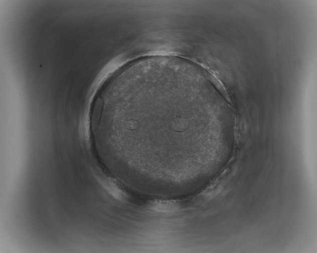 X0000111620296200908071356