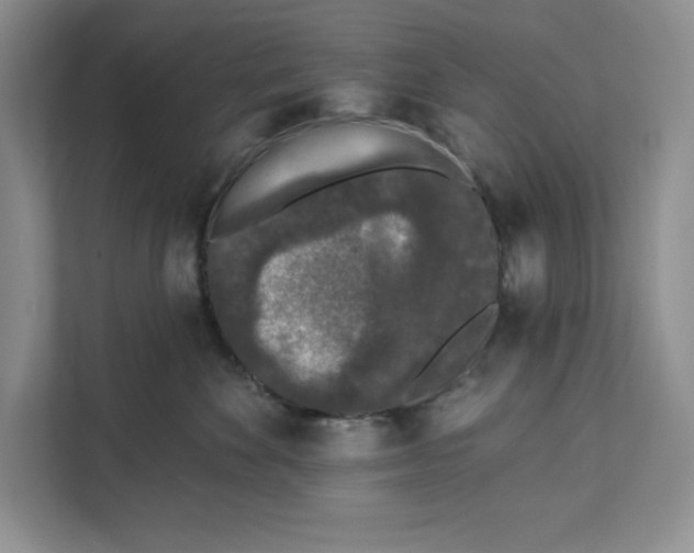 X0000111620524200908071353