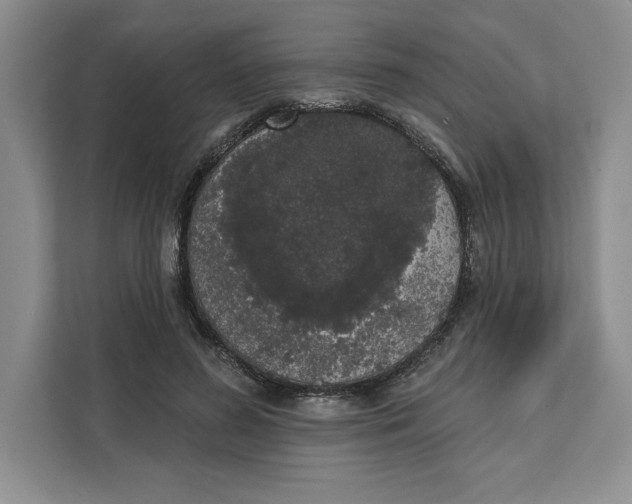 X0000111620596200908071352