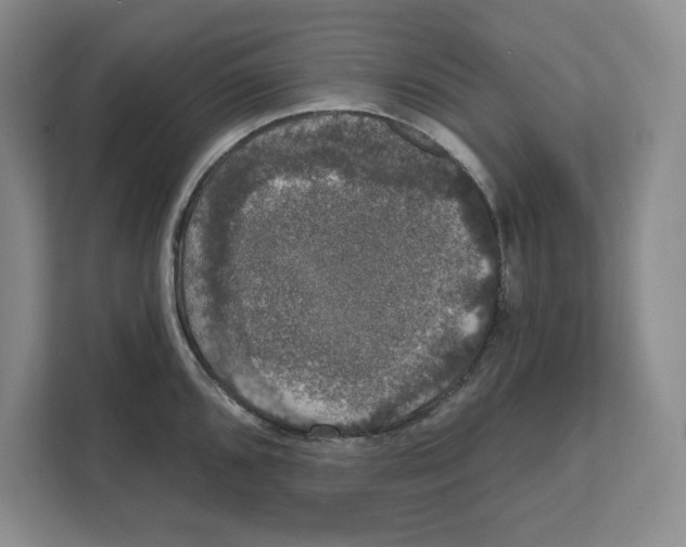 X0000111621096200908071346