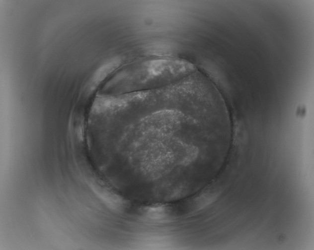 X0000111620068200908141328