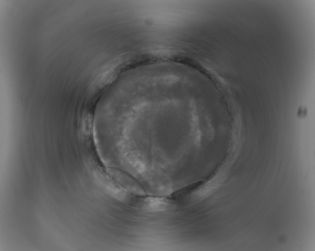 X0000111620528200908141321