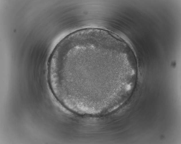 X0000111621096200908141312