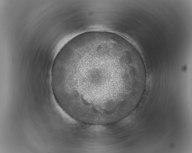 X0000111621239200908141310