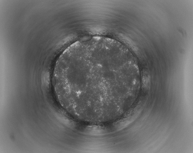 X0000111620211200908281120