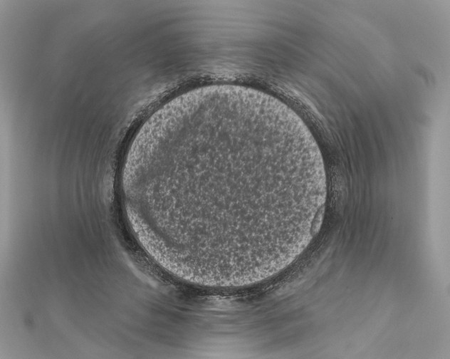 X0000111620496200908281116