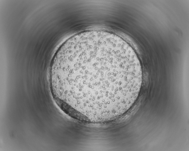 X0000111620855200908281111