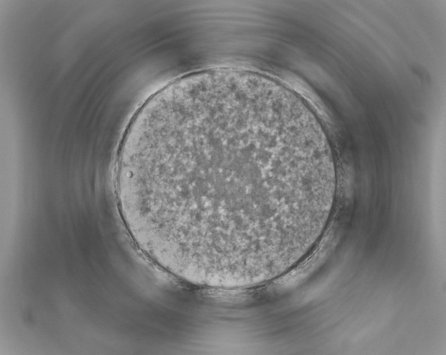 X0000111620856200908281111