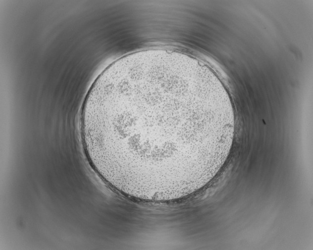 X0000111620907200908281110