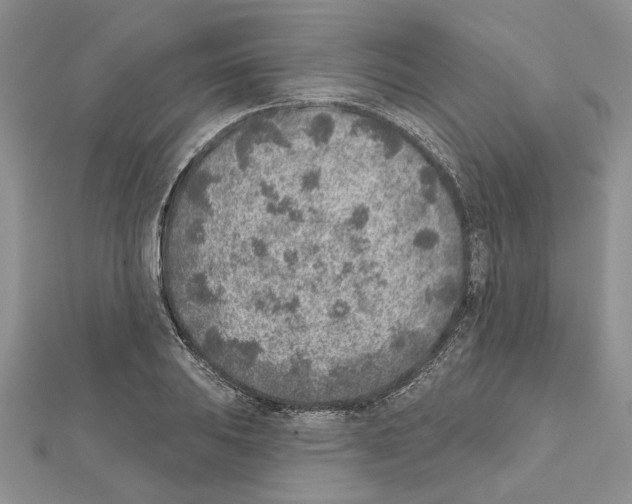 X0000111621031200908281108