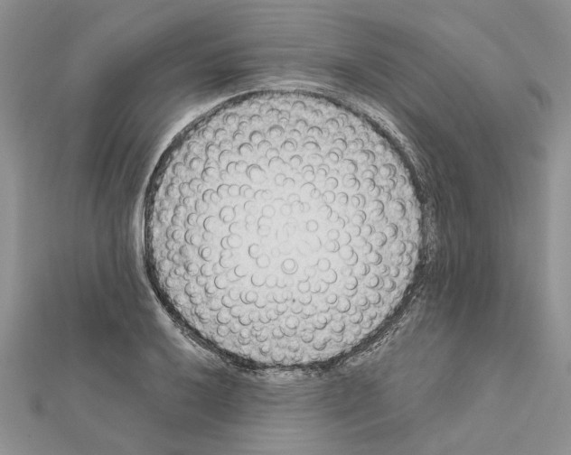 X0000111621032200908281108