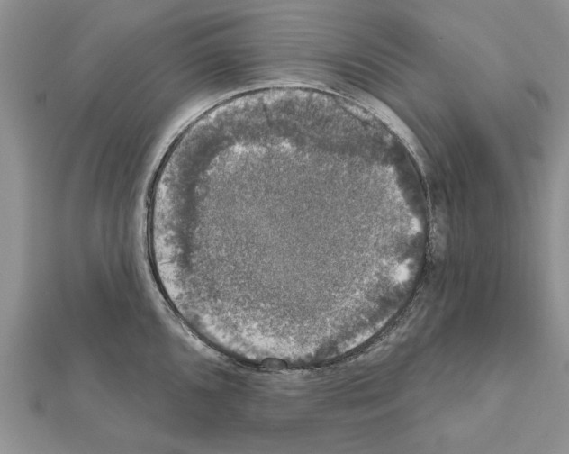 X0000111621096200908281107