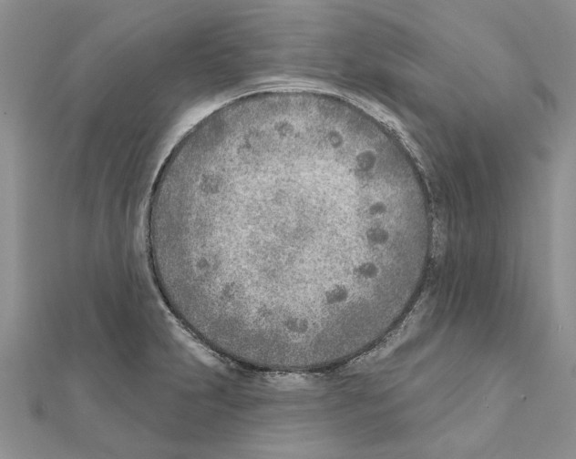 X0000111621231200908281106