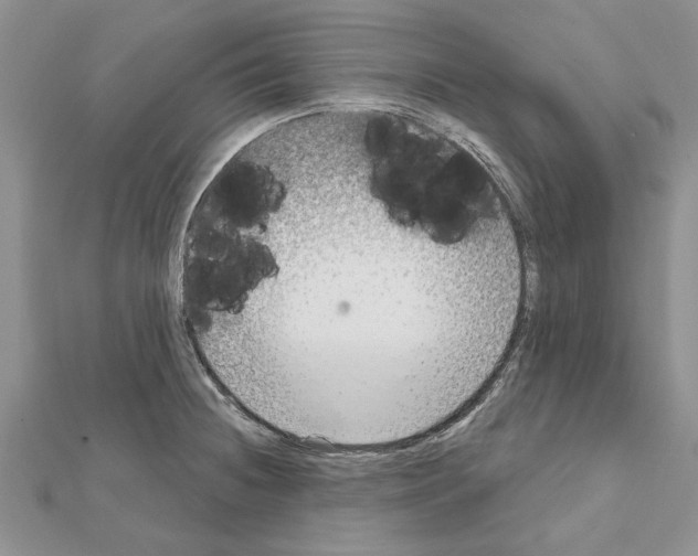 X0000111621236200908281106