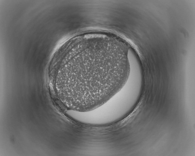 X0000111621365200908281103