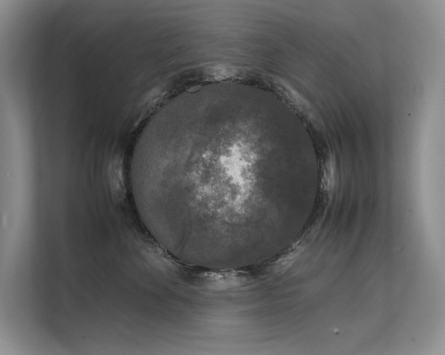 X0000111630524200907171529