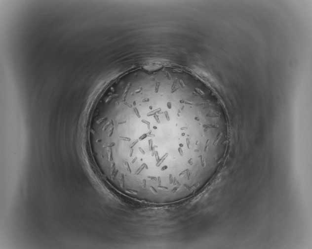 X0000111630049200907241058