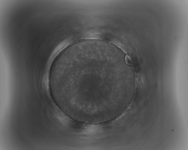 X0000111630293200907241056